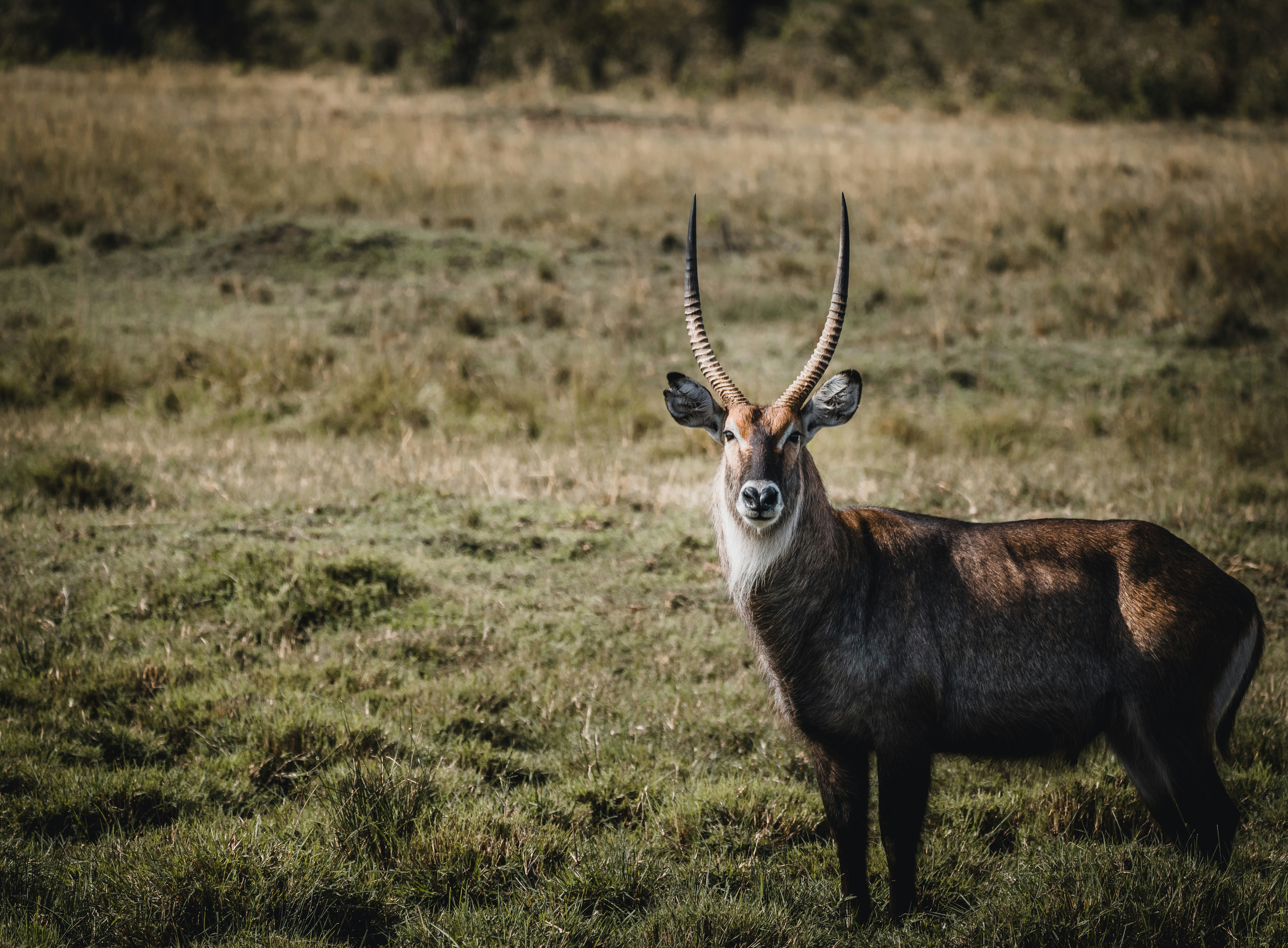 shallow focus photo of brown deer